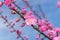 Border of blossoming pink sacura cherry tree branches in garden