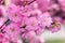 Border of blossoming pink sacura cherry tree branches in garden