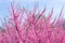 Border of blossoming pink sacura cherry tree branches in garden