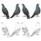 Border Carriers pigeons domestic breeds sports birds natural and outline vintage set one vector animals illustration for design