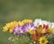 Border of close up colorful fall mums Chrysanthemums or chrysanths flowers on a green bokeh background, selective focus, copy