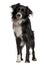 Border collie, 2 years old, standing