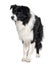 Border collie, 3 years old, standing