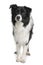 Border collie, 3 years old, standing