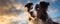 Border collie against dramatic sunset light.Dog wide banner. copy space for text