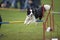 Border Collie agility