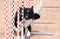 Border Collie agility poles