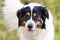 Border Collie Australian Shepherd mixed breed dog