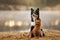 A Border Collie and an Australian Terrier dogs share a serene moment together