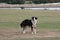 Border Collie in Baiter Park, Poole Dorset