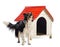 Border Collie barking next to a kennel against white background