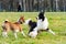 Border collie and basenji. Harmonious relationship with the dog: education and training.