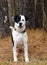 Border Collie Beagle mix dog black and white