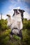 Border collie is begging in the field in the nature