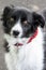 Border Collie, black and white border collie with red kerchief 