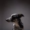 Border collie blue heeler mix portrait on dark background