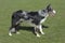 Border collie blue merle, lateral view.