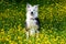 Border Collie breed dog sitting among yellow flowers. Companion animals.