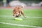 Border collie catching disc