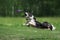 Border Collie catching a Frisbee Disc