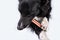 Border collie chewing a toy for dental care. Dog`s oral hygiene