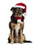 Border collie with christmas hat and scarf,