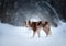 Border collie with dark winter forest behind