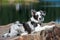 Border collie dog