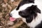 Border Collie dog above