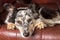 Border Collie dog on armchair