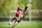 Border collie dog brings the flying disc