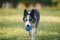 A Border Collie dog carries a blue ball in its mouth, trotting across a park.