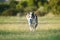 A Border Collie dog carries a blue ball in its mouth, trotting across a park.