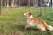 Border collie. The dog catches the frisbee on the fly. The pet plays with its owner.