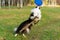Border collie. The dog catches the frisbee on the fly. The pet plays with its owner.