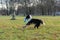 Border collie. The dog catches the frisbee on the fly. The pet plays with its owner.