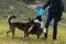 Border collie. The dog catches the frisbee on the fly. The pet plays with its owner.