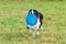 Border collie. The dog catches the frisbee on the fly. The pet plays with its owner.