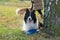 Border collie. The dog catches the frisbee on the fly. The pet plays with its owner.