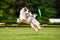 Border collie dog catching frisbee in jump