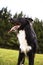 Border Collie Dog close up portrait posing outdoors with a happy emotion, staring curious with a smiley face looking focused.