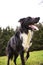 Border Collie Dog close up portrait posing outdoors with a happy emotion, staring curious with a smiley face looking focused.