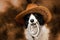 Border collie dog cowboy photo on a red background