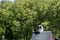 Border collie dog faces the obstacle. Dog agility competition.