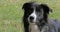 Border Collie Dog on Grass, Portrait of male, Real Time