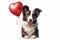 A border collie dog with a heart-shaped balloon