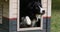 Border Collie Dog in its Dog House, male, Picardy in France