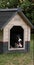 Border Collie Dog in its Dog House, male, Picardy in France