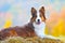 Border collie dog lie on hay in autumn time