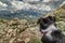 Border Collie dog looking out across Corsican mountains